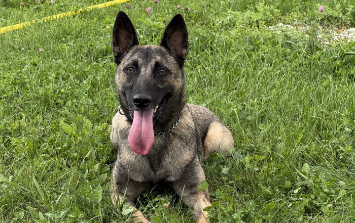 NJFs Minehund Turnus